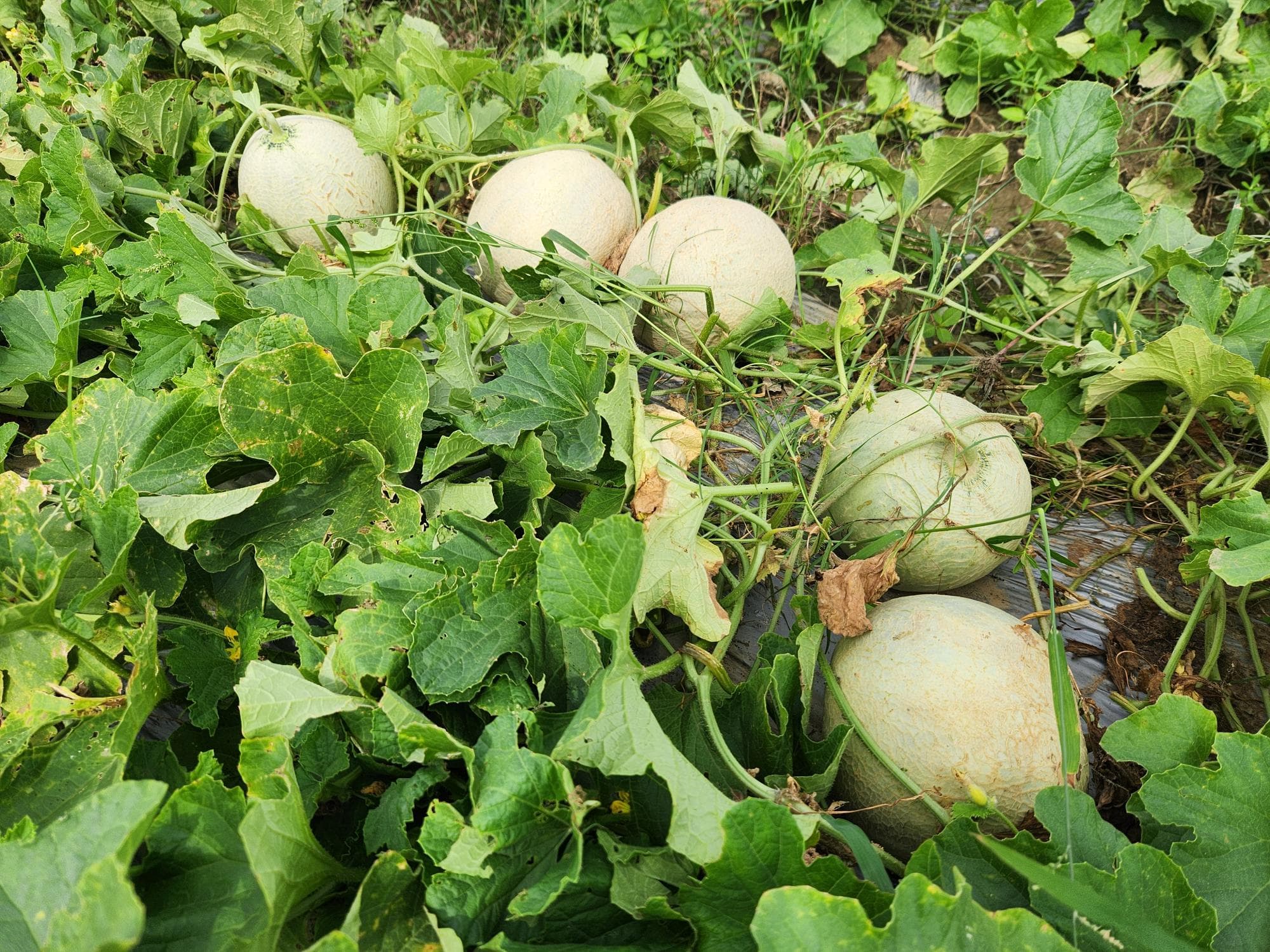 High-Value Agriculture image 1