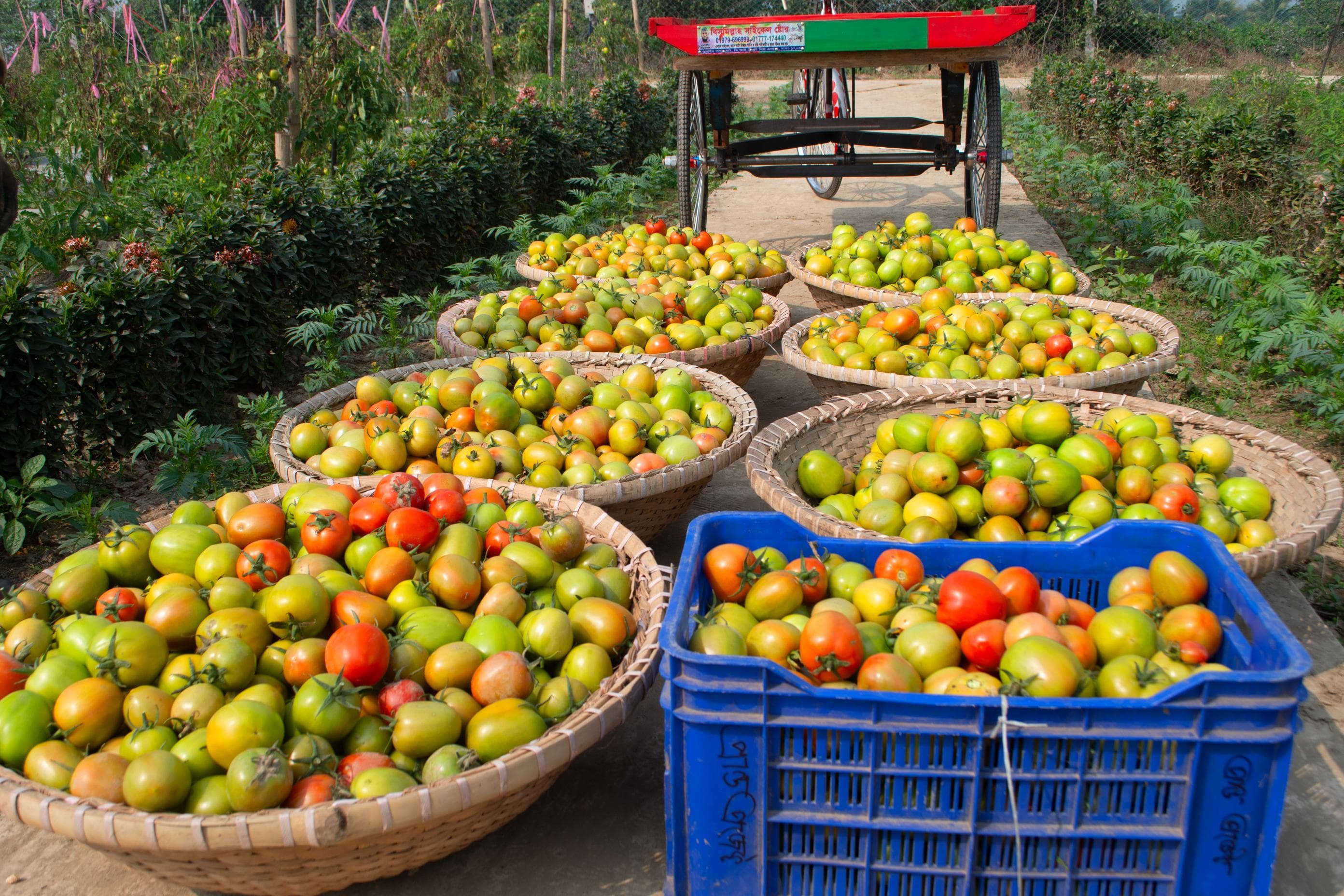 High-Value Agriculture image 3