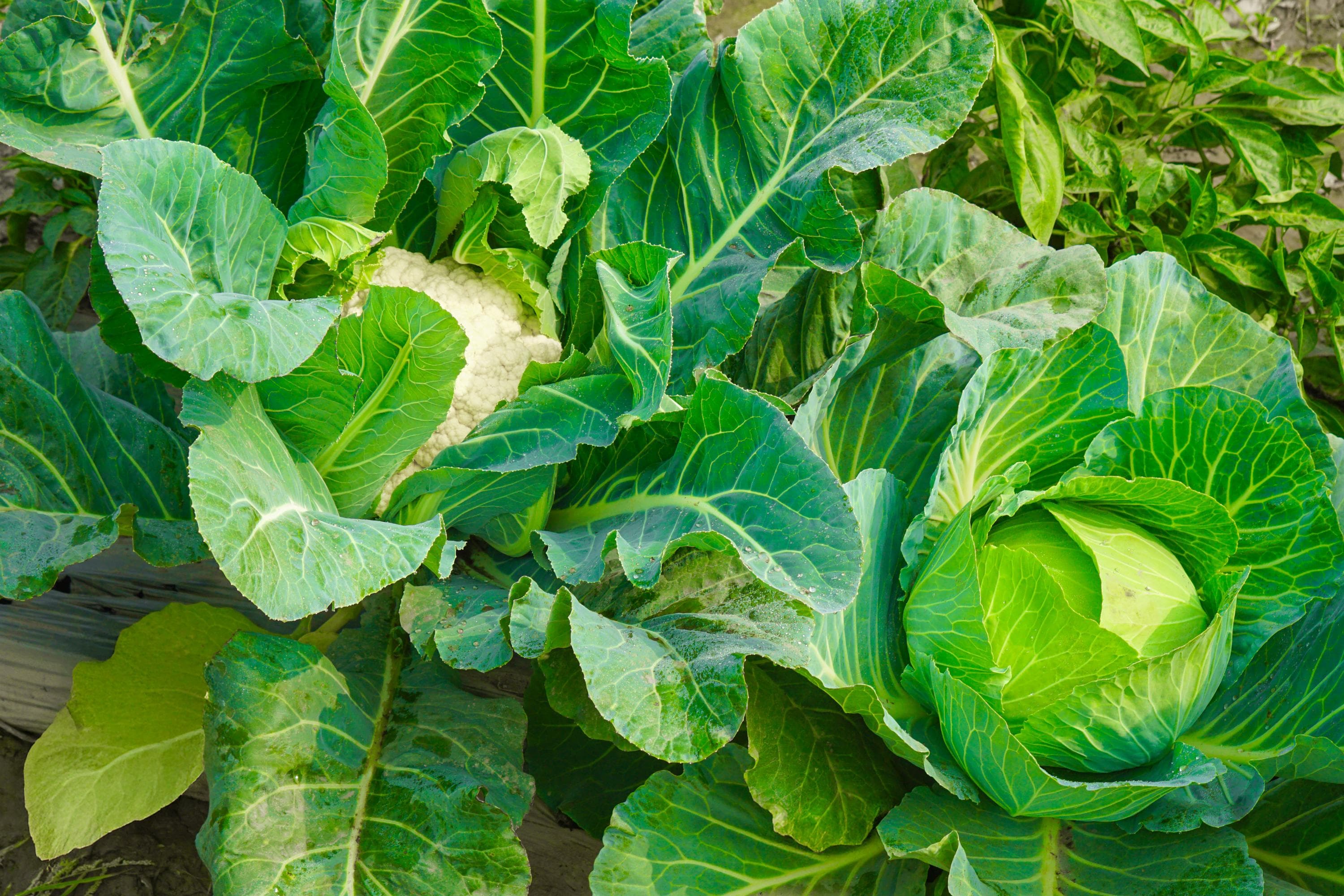 High-Value Agriculture image 4