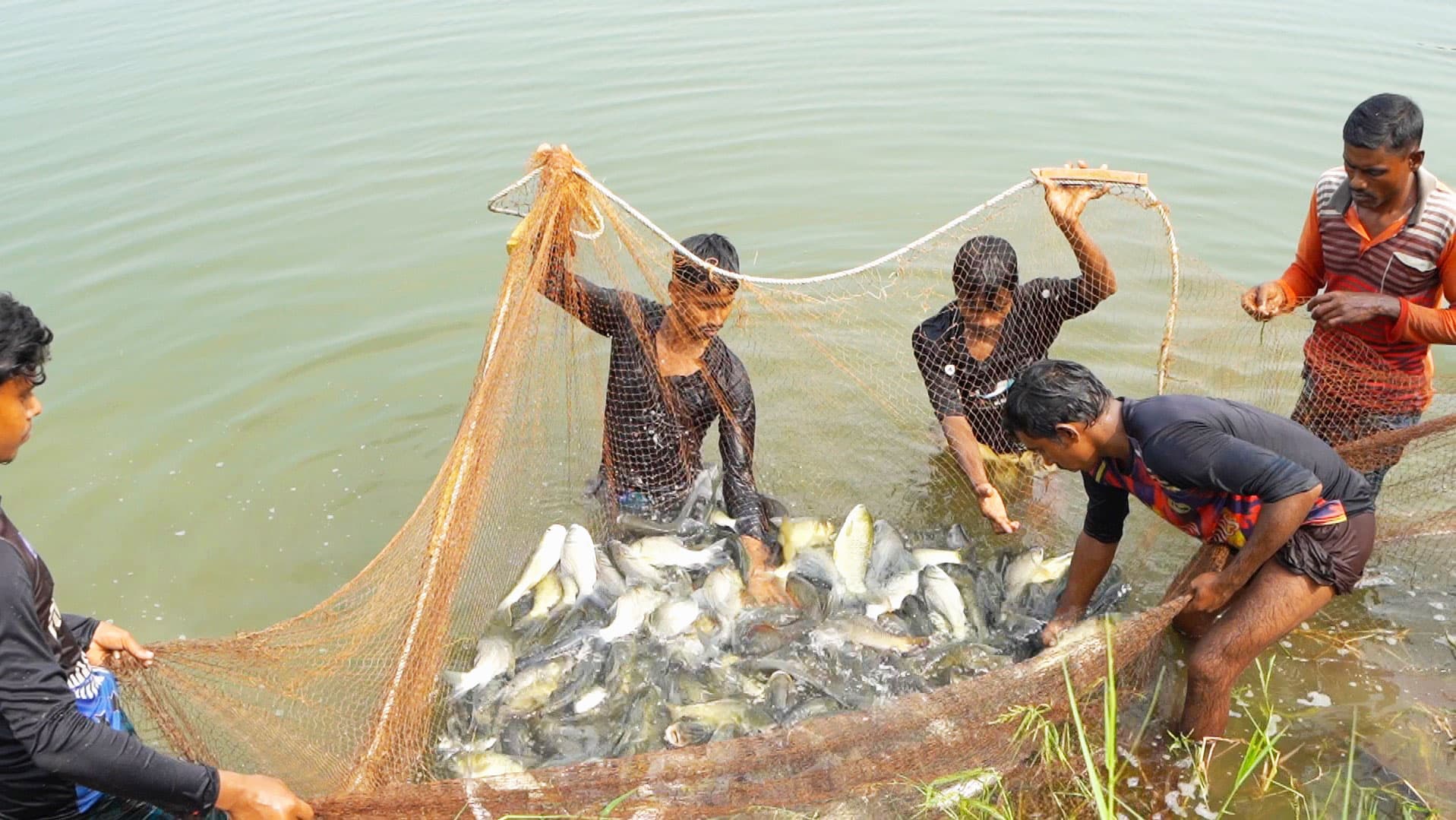 Fisheries & Aquaculture