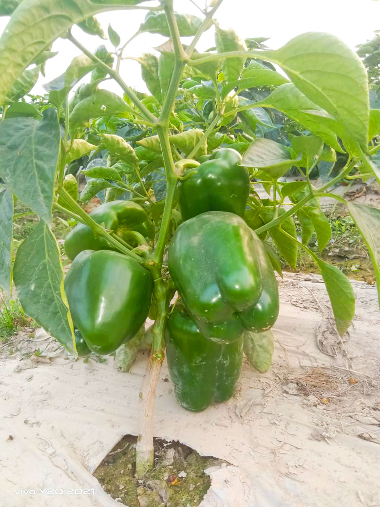 Capsicum (Bell Peppers)
