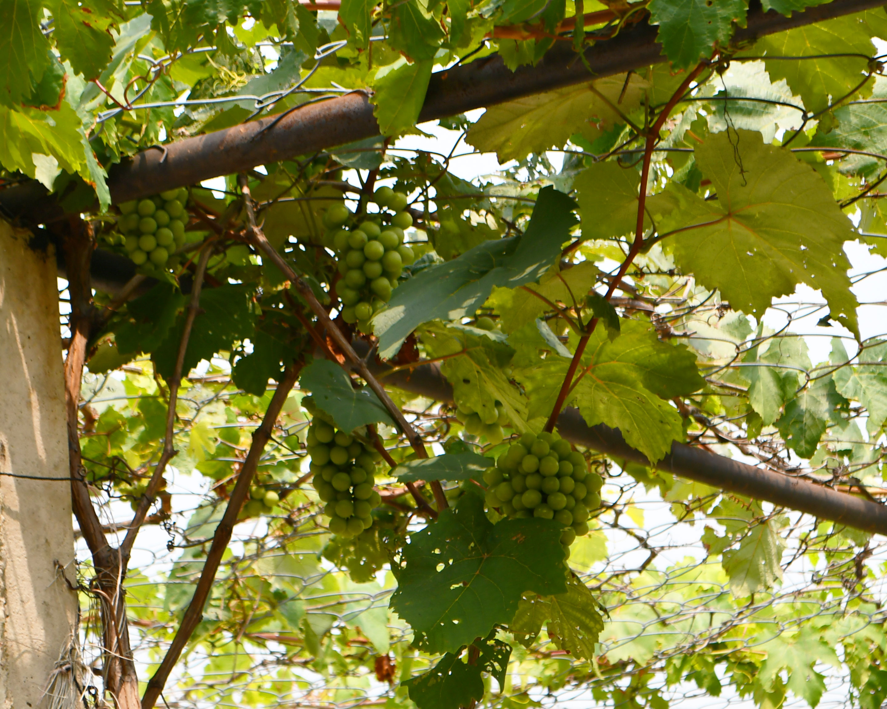 Commercial Grapevines