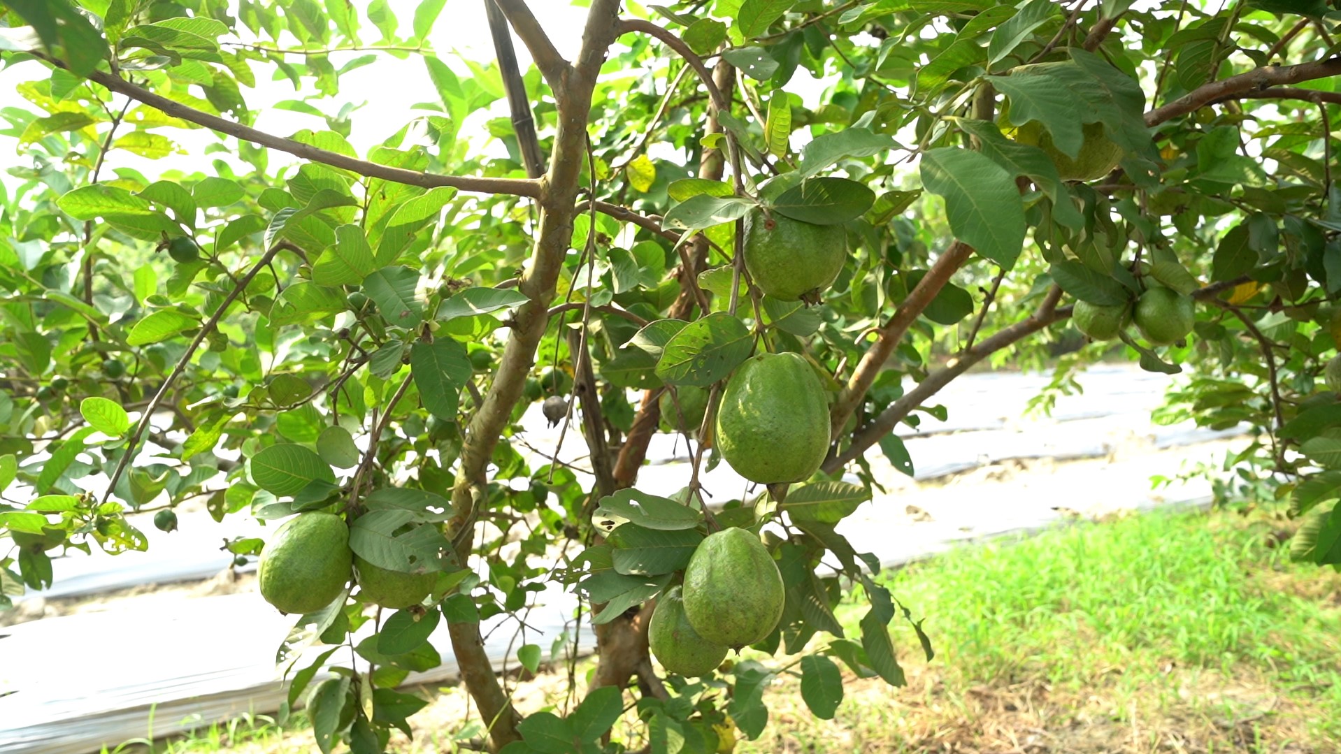 Guava