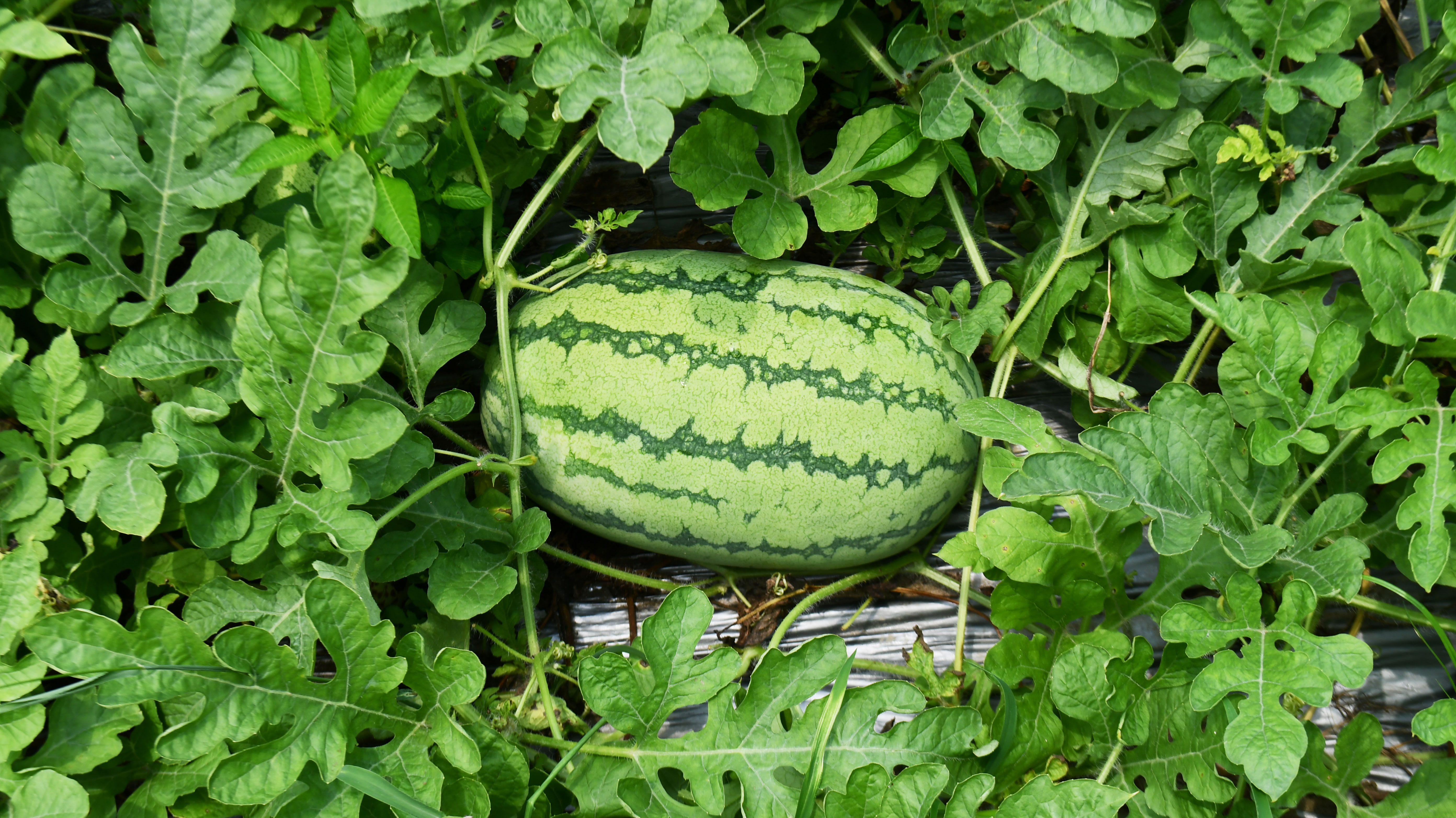 Watermelon