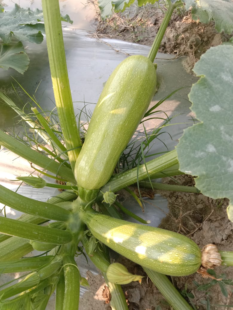 Squash (Zucchini)