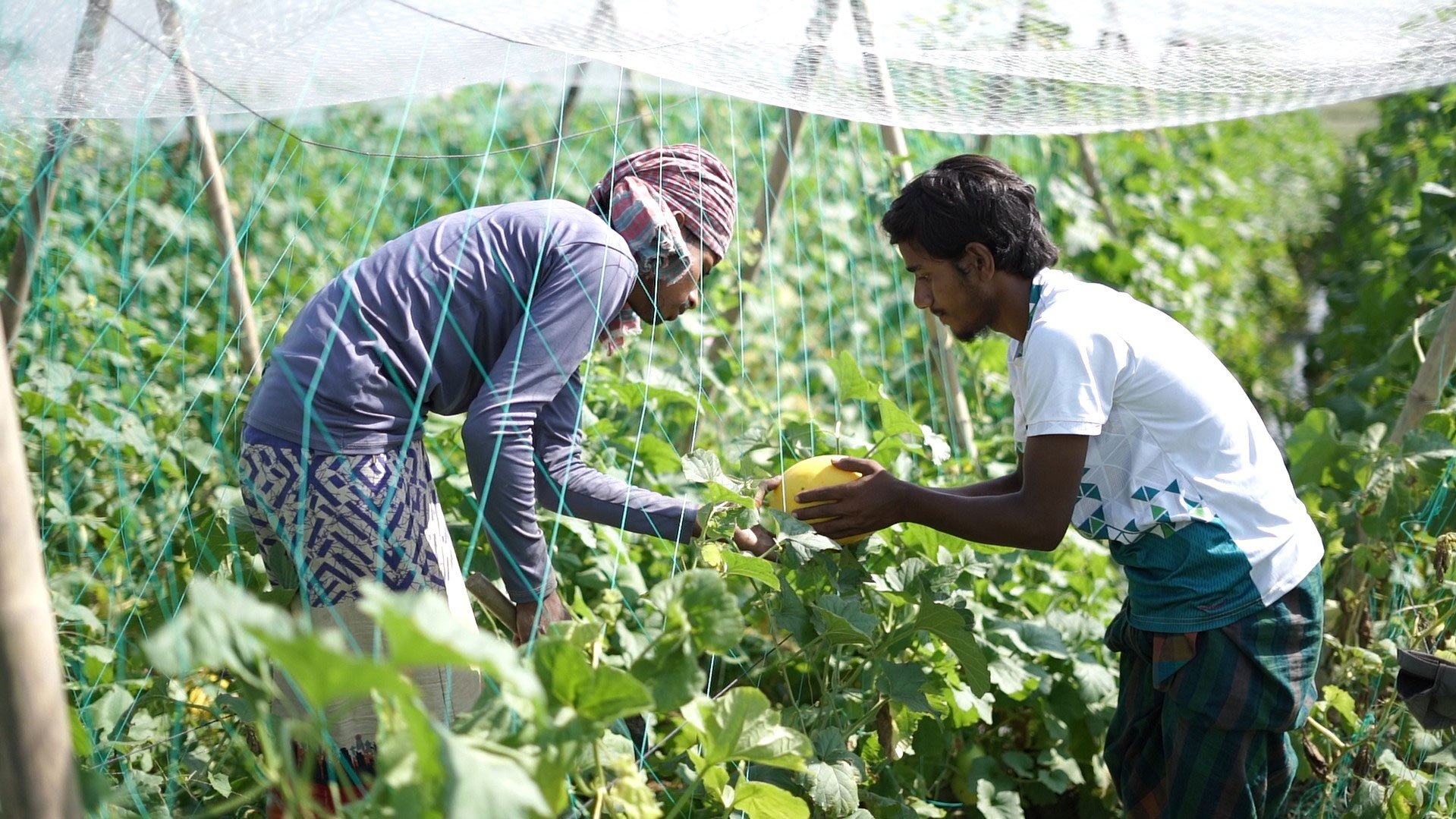 High-Value Agriculture