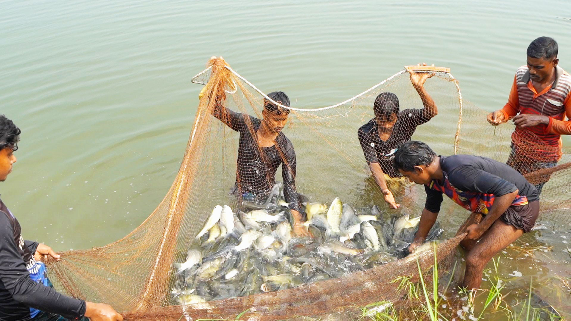 Fisheries & Aquaculture